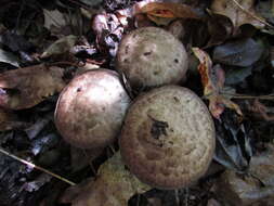 Image de Psathyrella duchesnayensis A. H. Sm. 1972