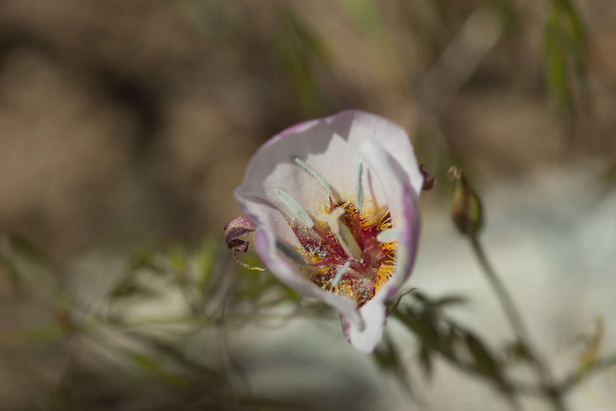 صورة Calochortus palmeri S. Watson