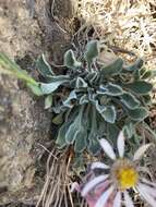 Image of Townsendia florifera (Hook.) A. Gray