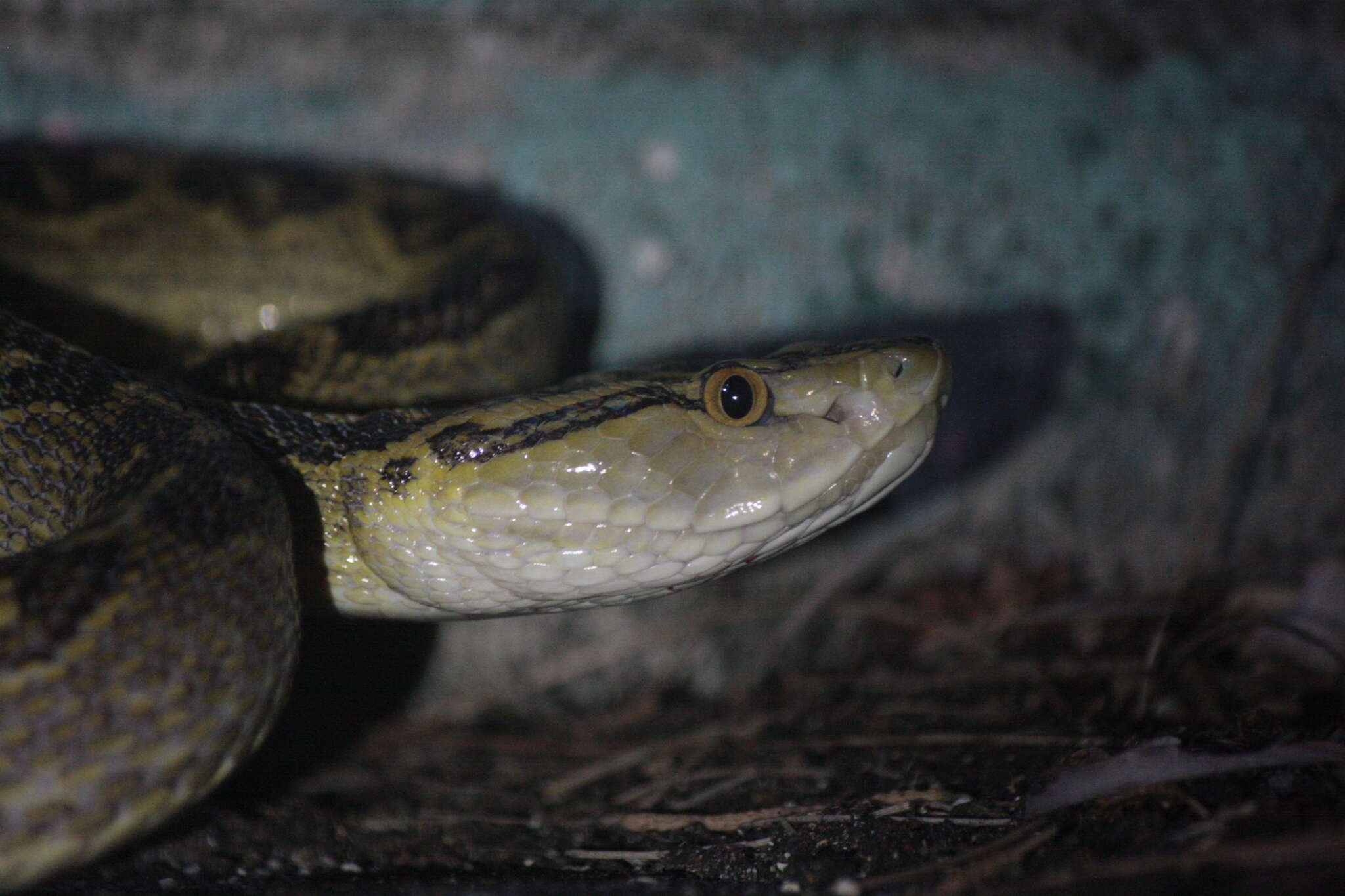 صورة Protobothrops flavoviridis (Hallowell 1861)