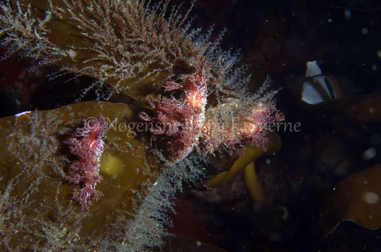 Image of bushy-backed nudibranch