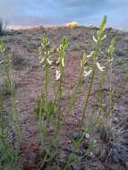 Sivun Astragalus lonchocarpus Torr. kuva