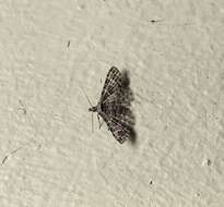 Image of Montana Six-plume Moth