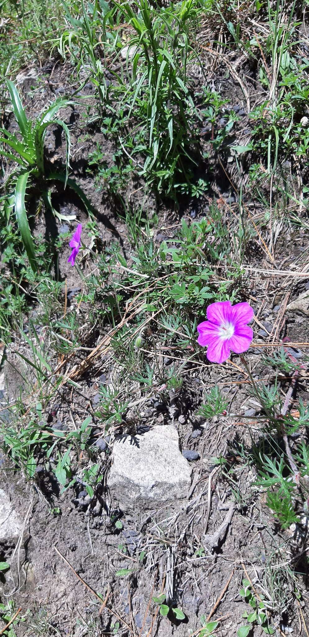 Image of Geranium potentillifolium DC.