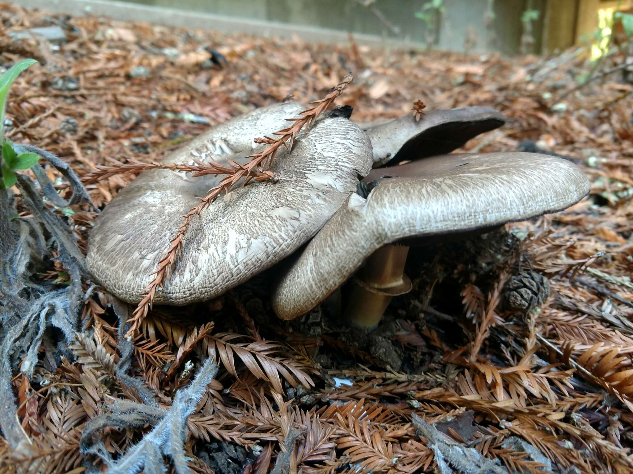 Image of Agaricus deardorffensis Kerrigan 2016