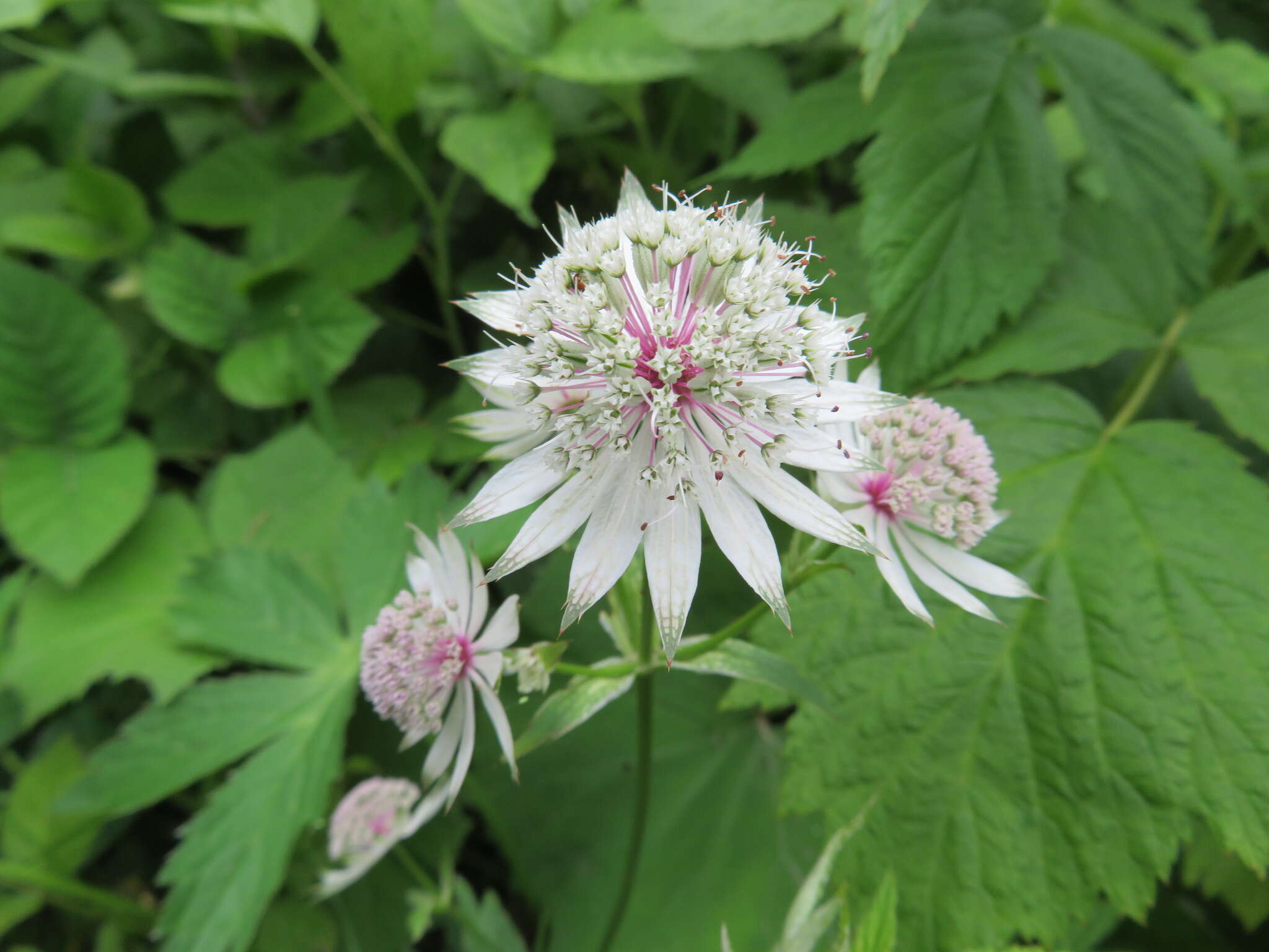 Imagem de Astrantia major L.