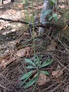 Image of Penstemon wislizenii (A. Gray) Straw