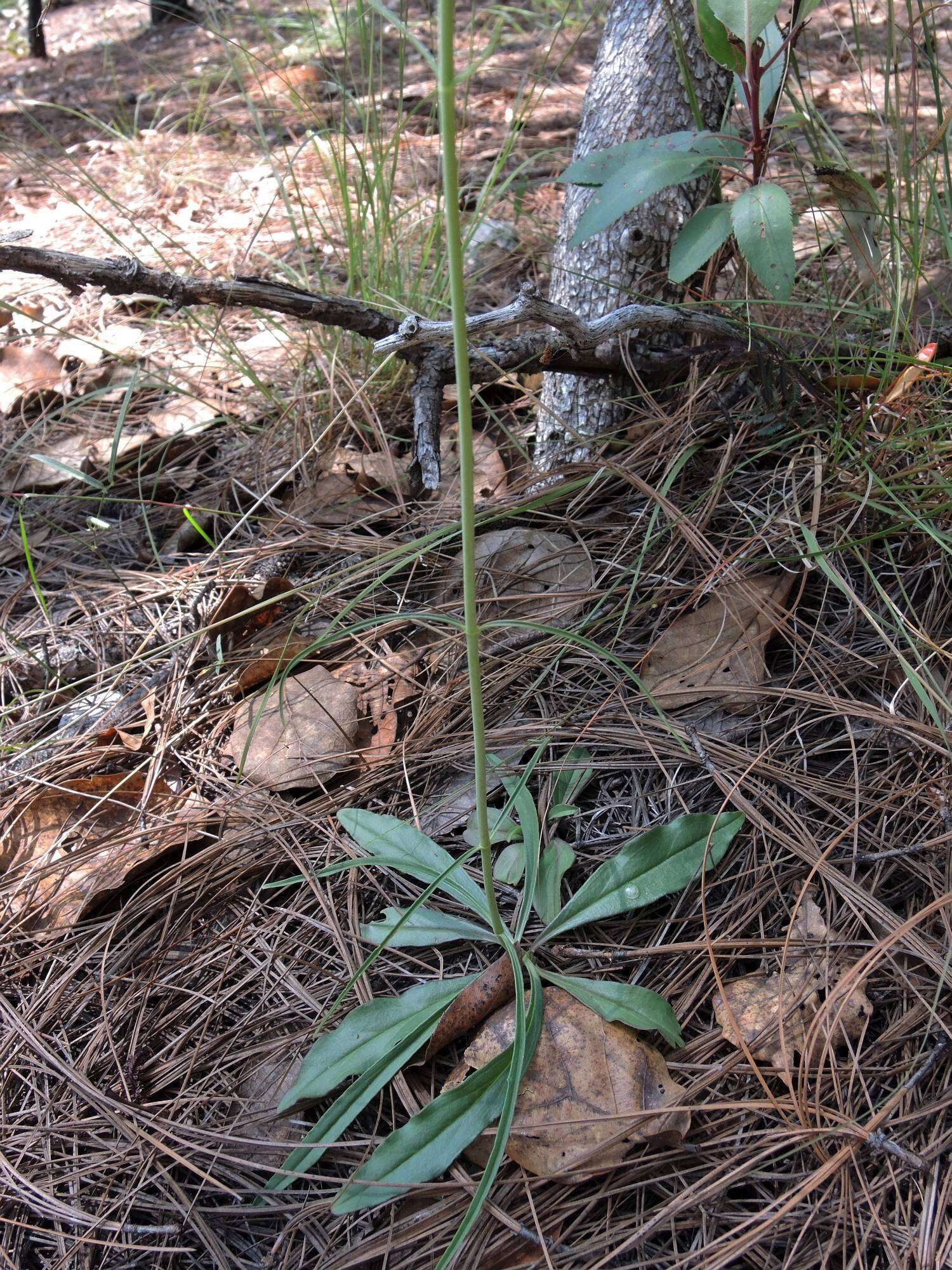 Image of Penstemon wislizenii (A. Gray) Straw