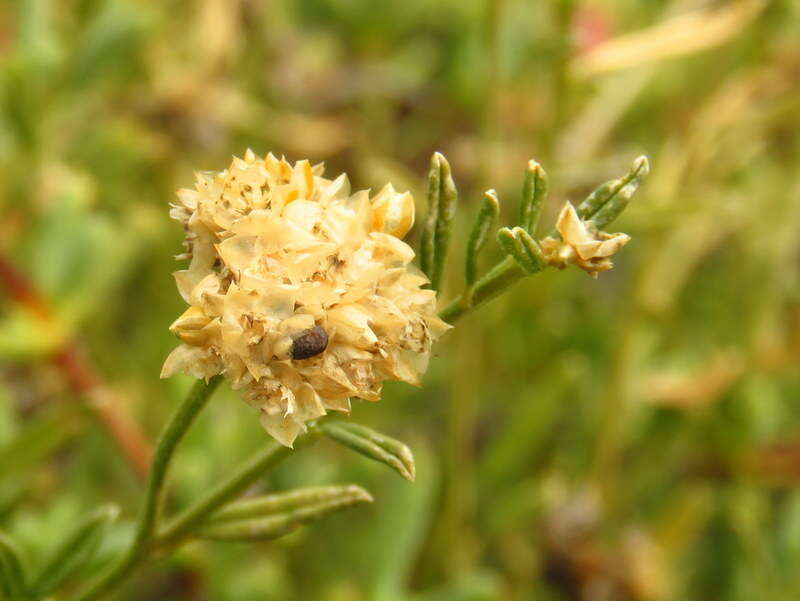 Image of Limeum aethiopicum Burm. fil.