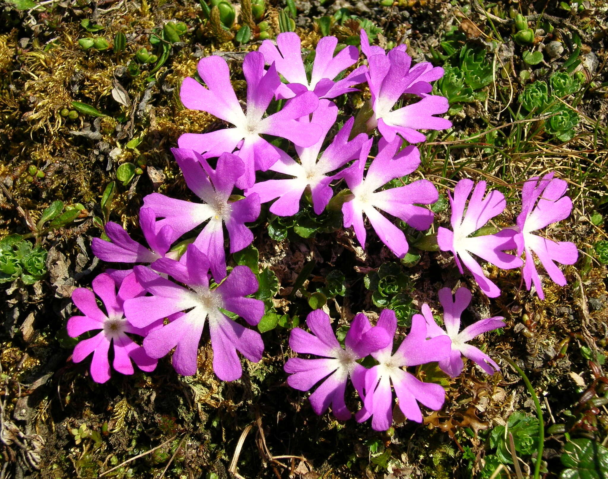 Primula minima L. resmi