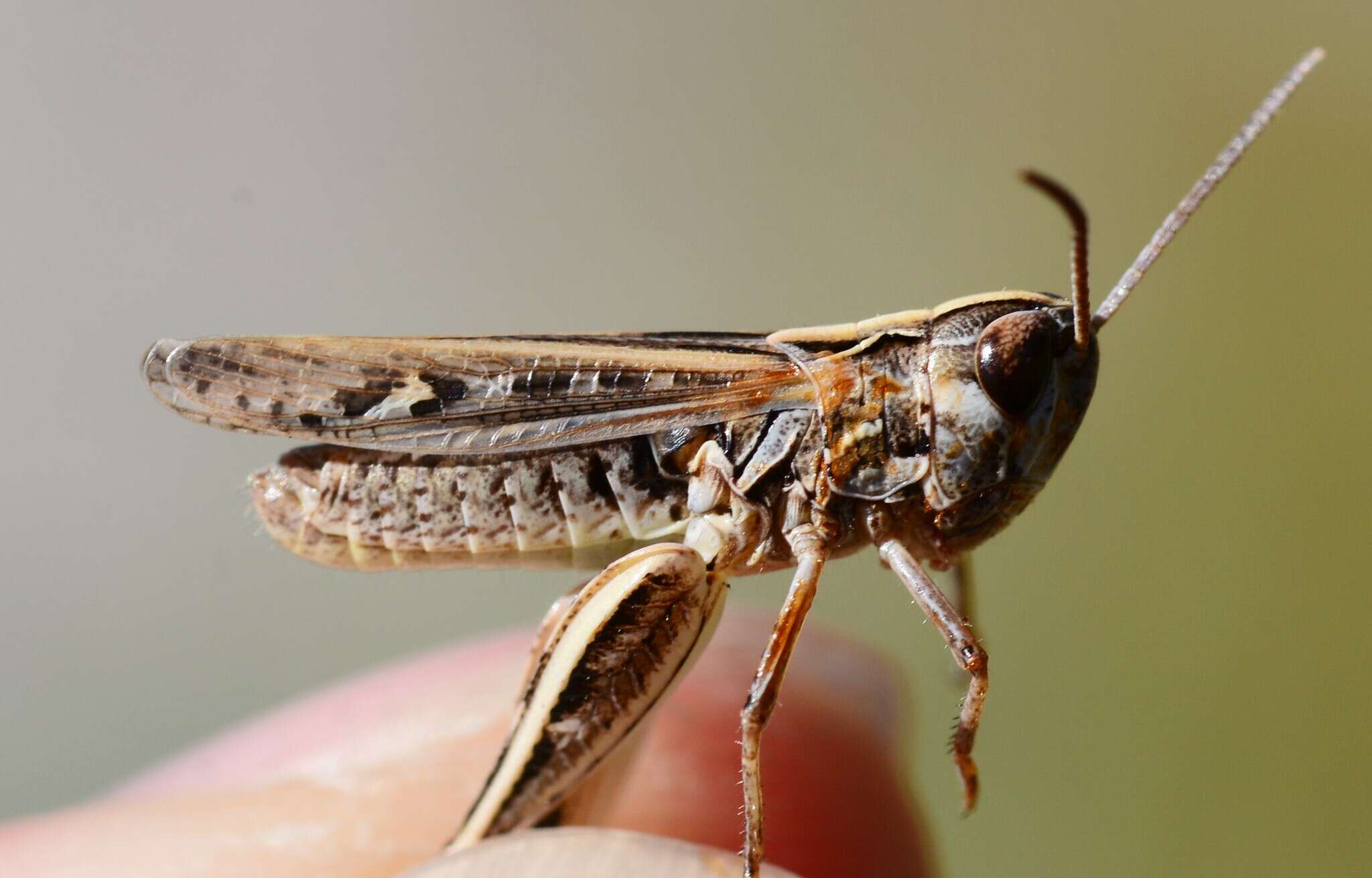 Image of Omocestus (Omocestus) petraeus (Brisout de Barneville 1856)