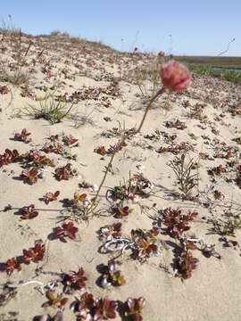 Image of Siberian sea thrift