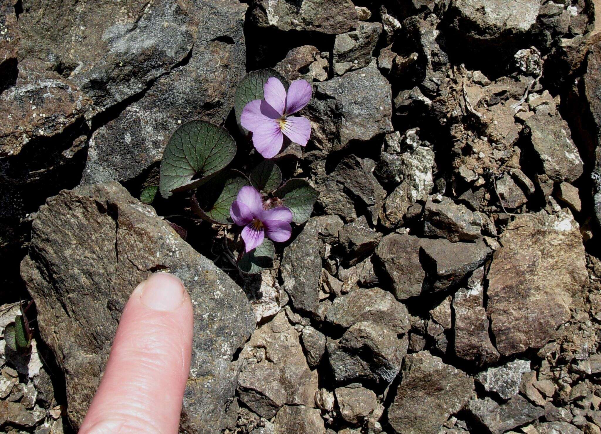 Слика од Viola flettii Piper