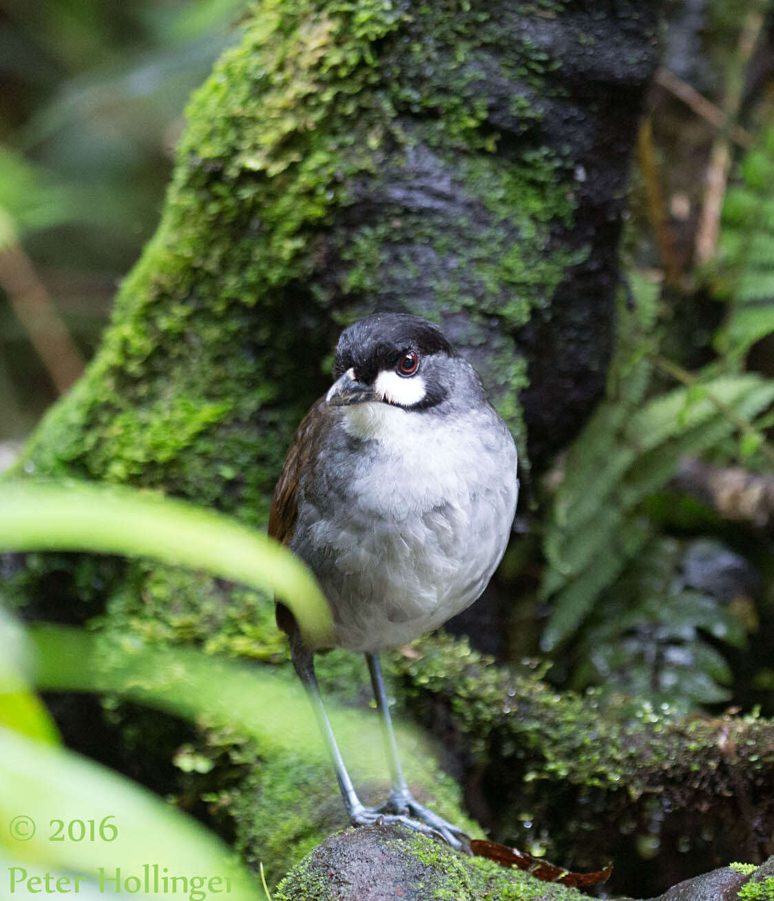 Image of Jocotoco Antpitta