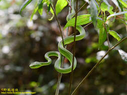 صورة Trimeresurus stejnegeri K. P. Schmidt 1925