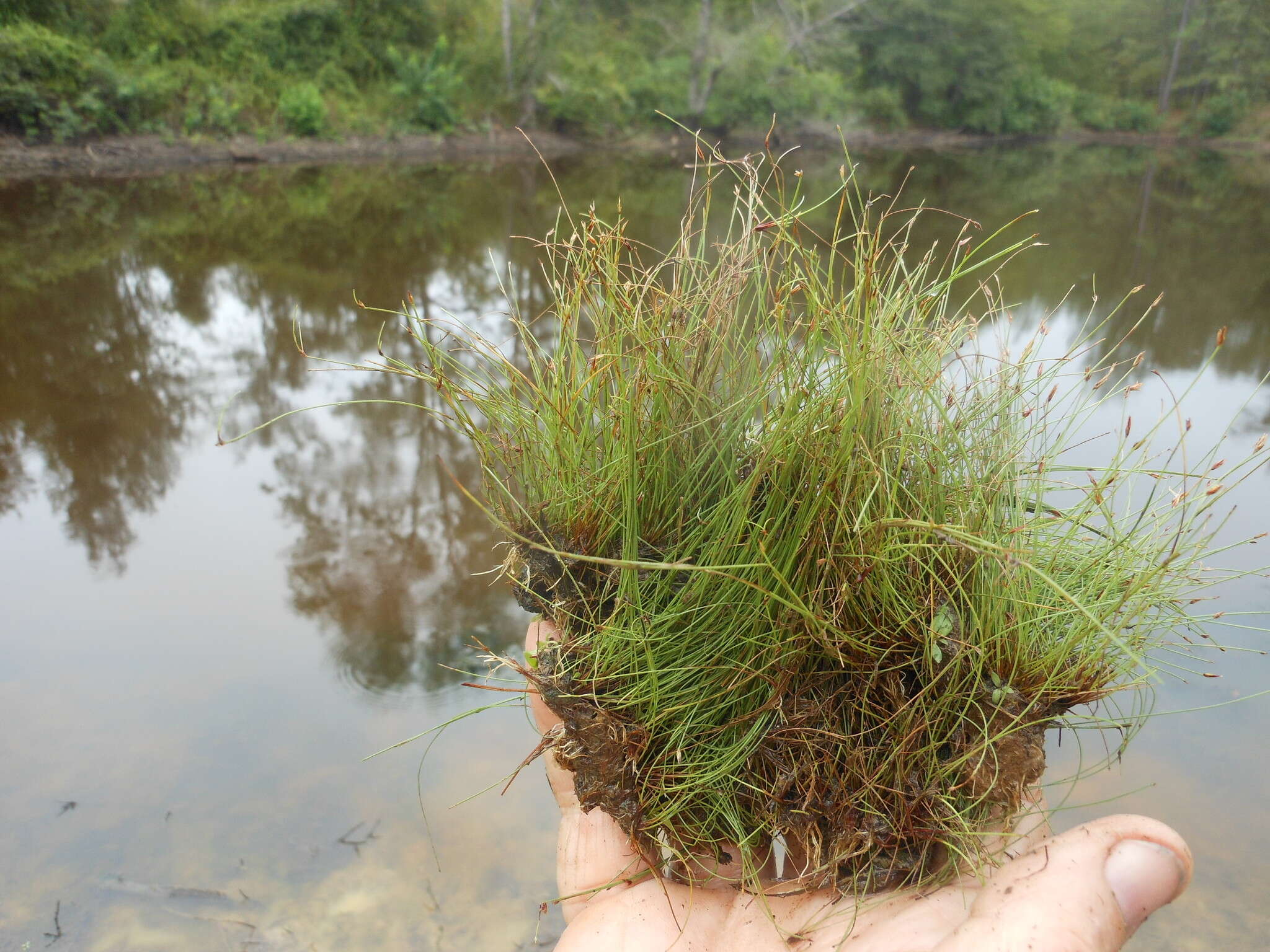 Eleocharis baldwinii (Torr.) Chapm.的圖片