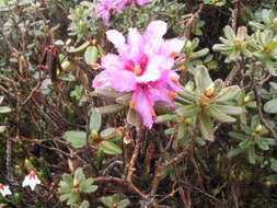 Image of Rhododendron setosum D. Don