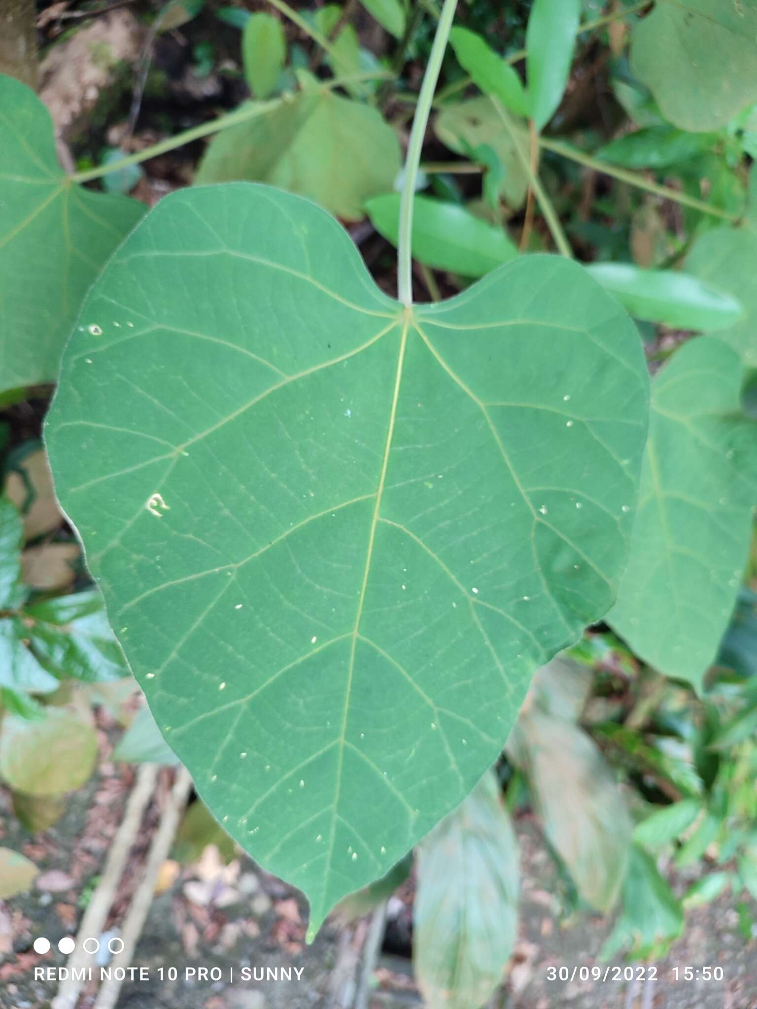 Plancia ëd Endospermum diadenum (Miq.) Airy Shaw