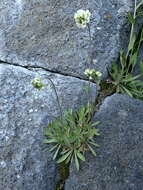 Image of rock draba