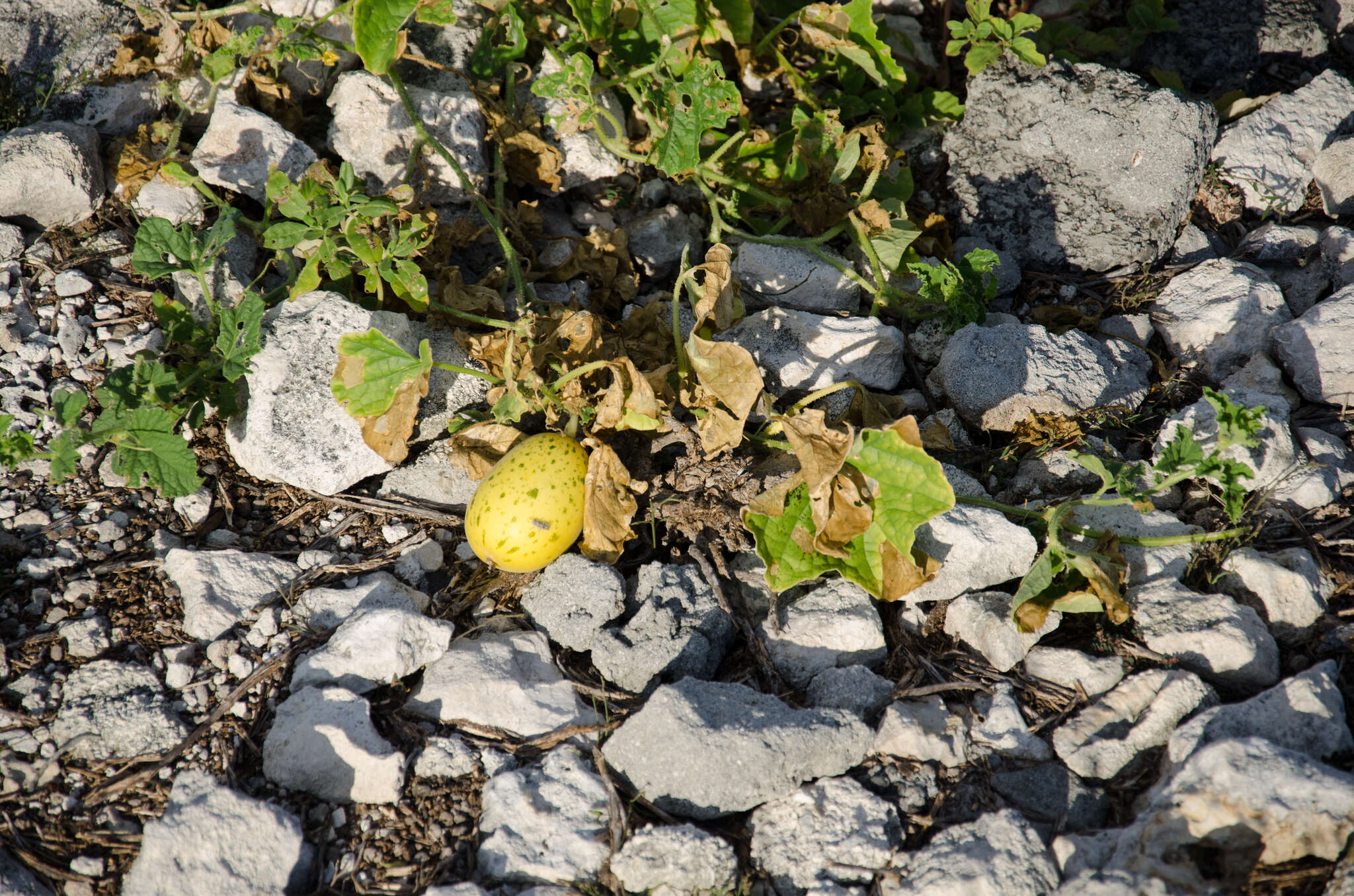 Image of Cucumis melo var. agrestis Naudin