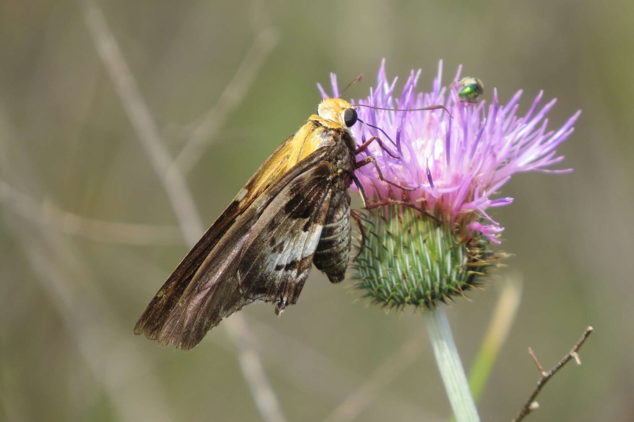 Image of Mercurial Skipper