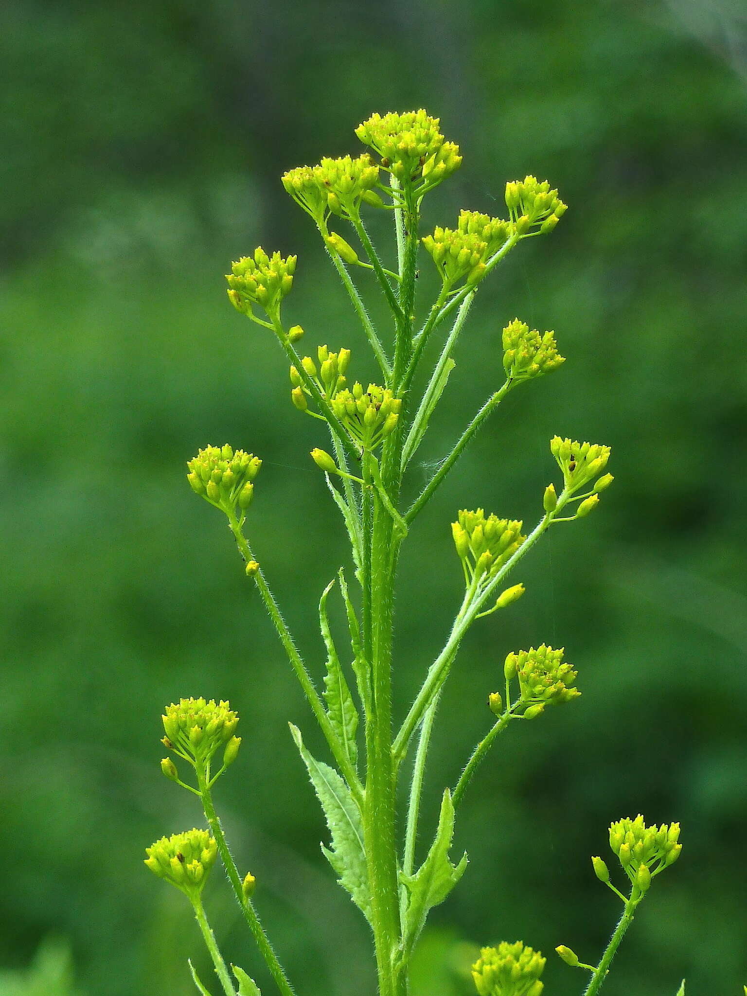 Image of Sisymbrium strictissimum L.