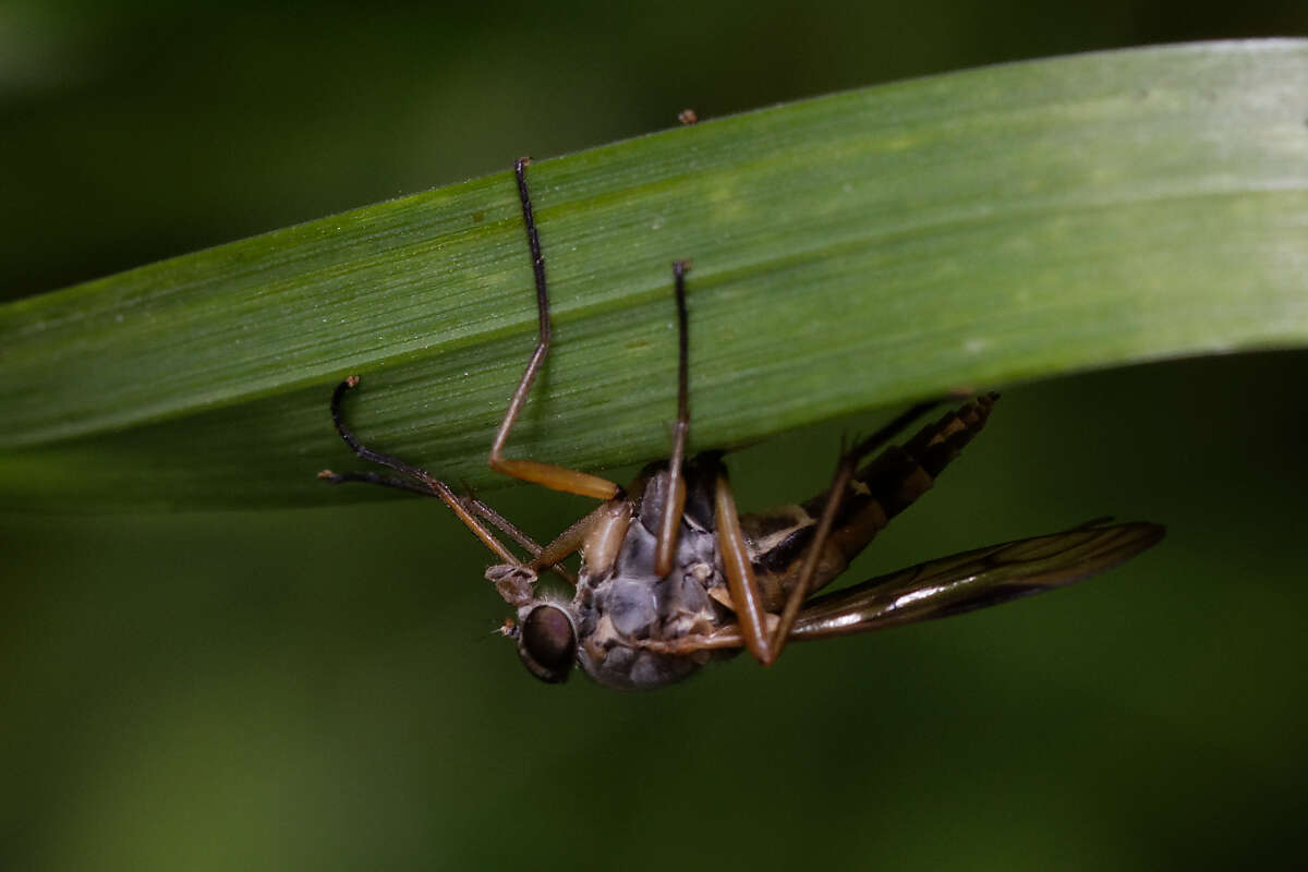 Image of Rhagio vitripennis