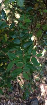 Image de Rhamnus diffusus Clos