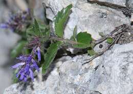 Image de Paederota bonarota (L.) L.