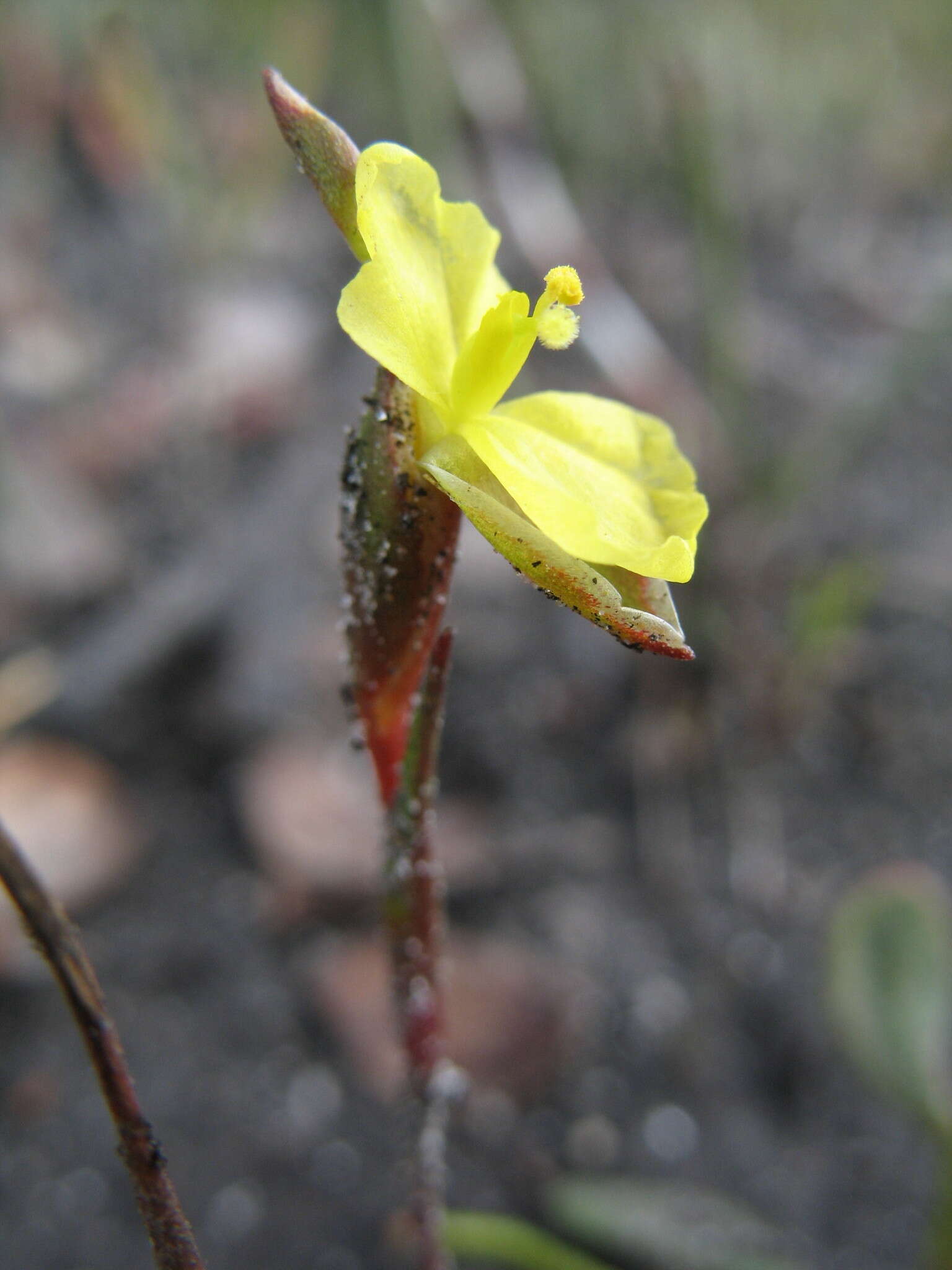 Image of Philydrella pygmaea (R. Br.) Caruel