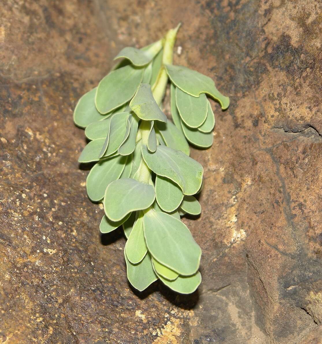 Image of Lopholaena coriifolia (Sond.) Phillips & C. A. Smith