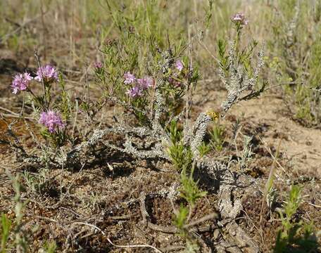 Image of Thymus pallasianus Heinr. Braun