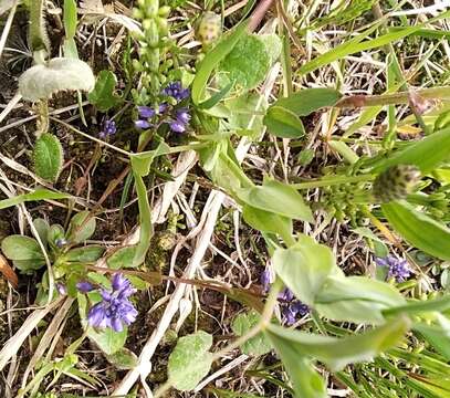 Image of Polygala amarella Crantz