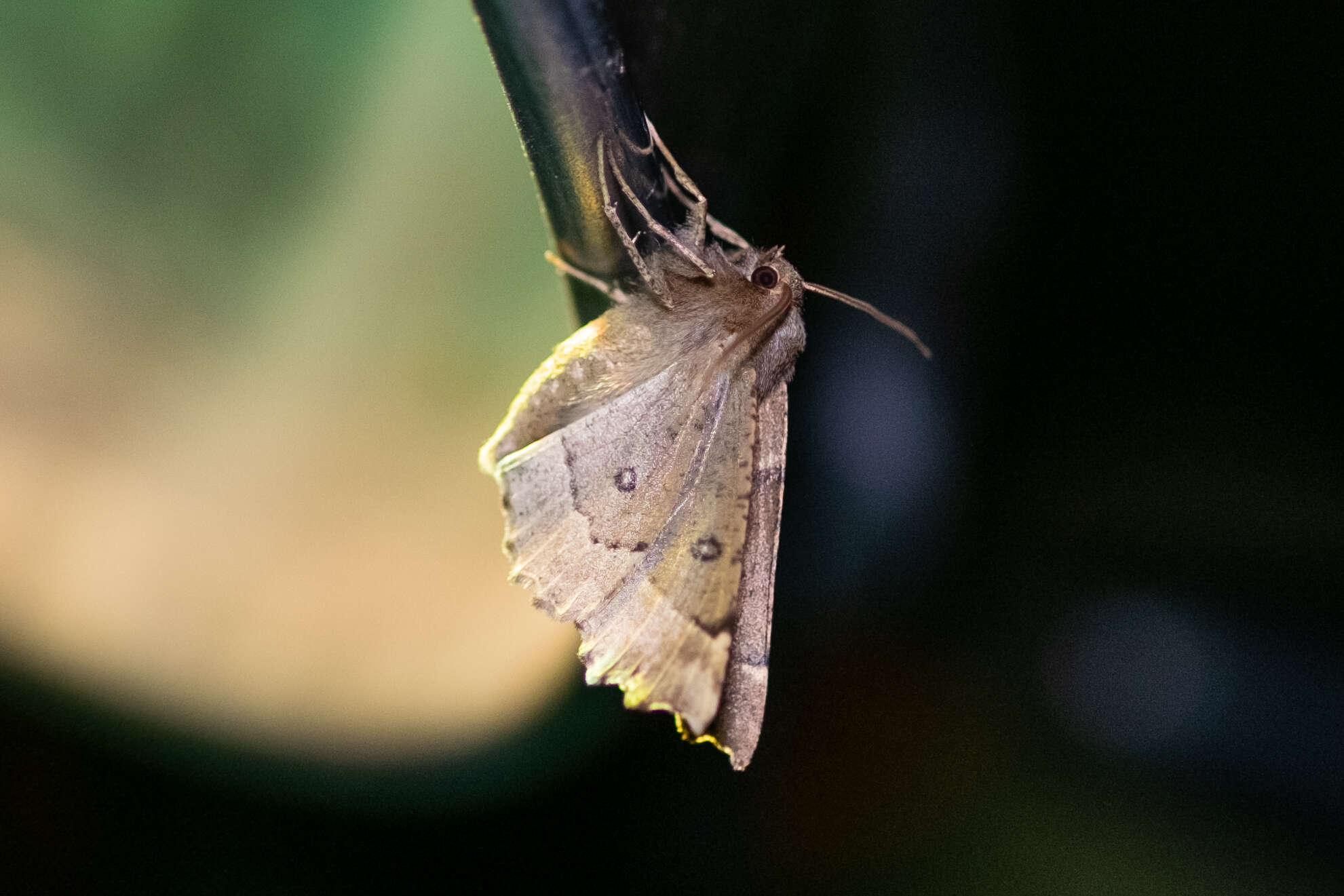 Image of scalloped hazel