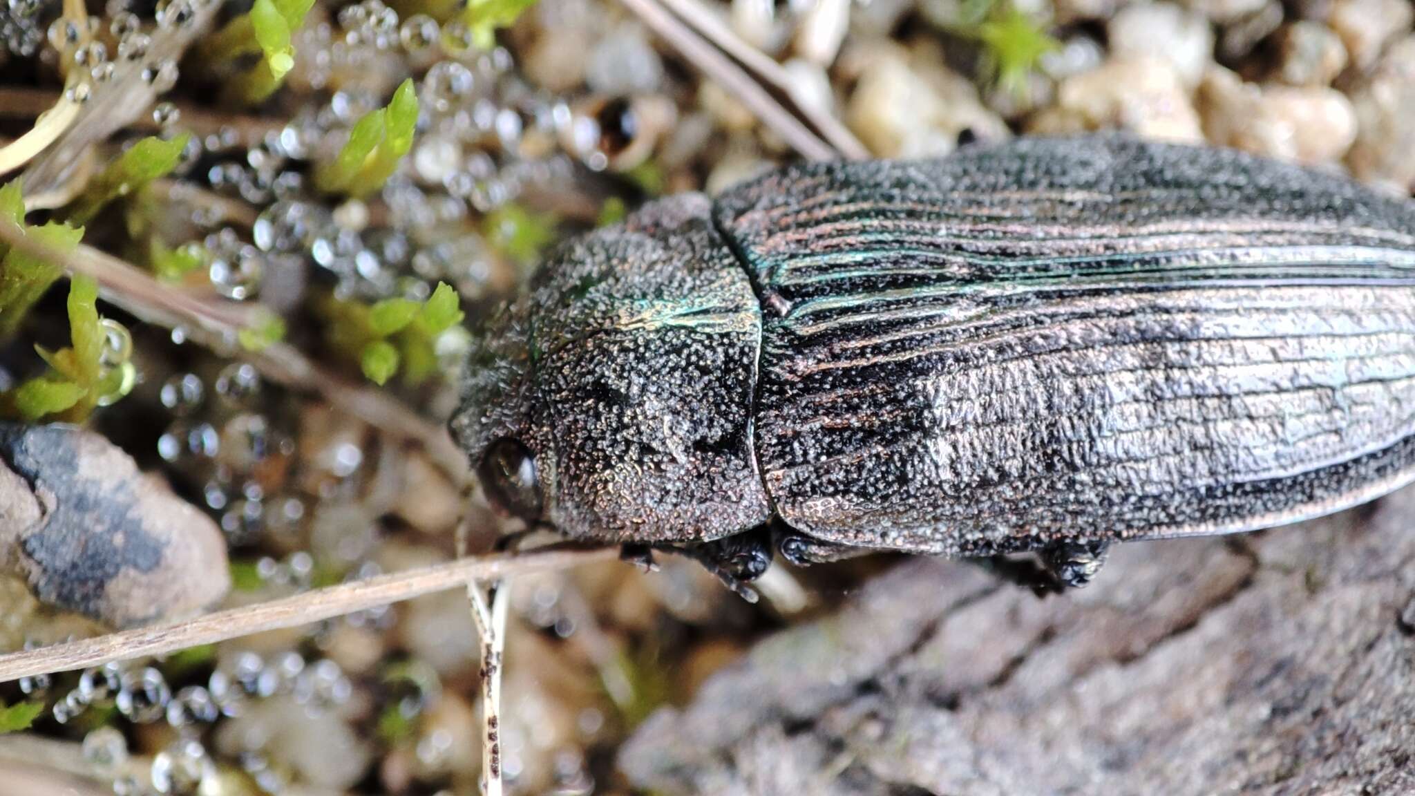 Imagem de Buprestis rustica Linnaeus 1758