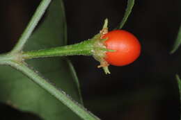 Image of Capsicum chacoense A. T. Hunziker