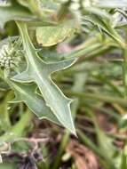 Image of Eryngium pinnatifidum Bunge