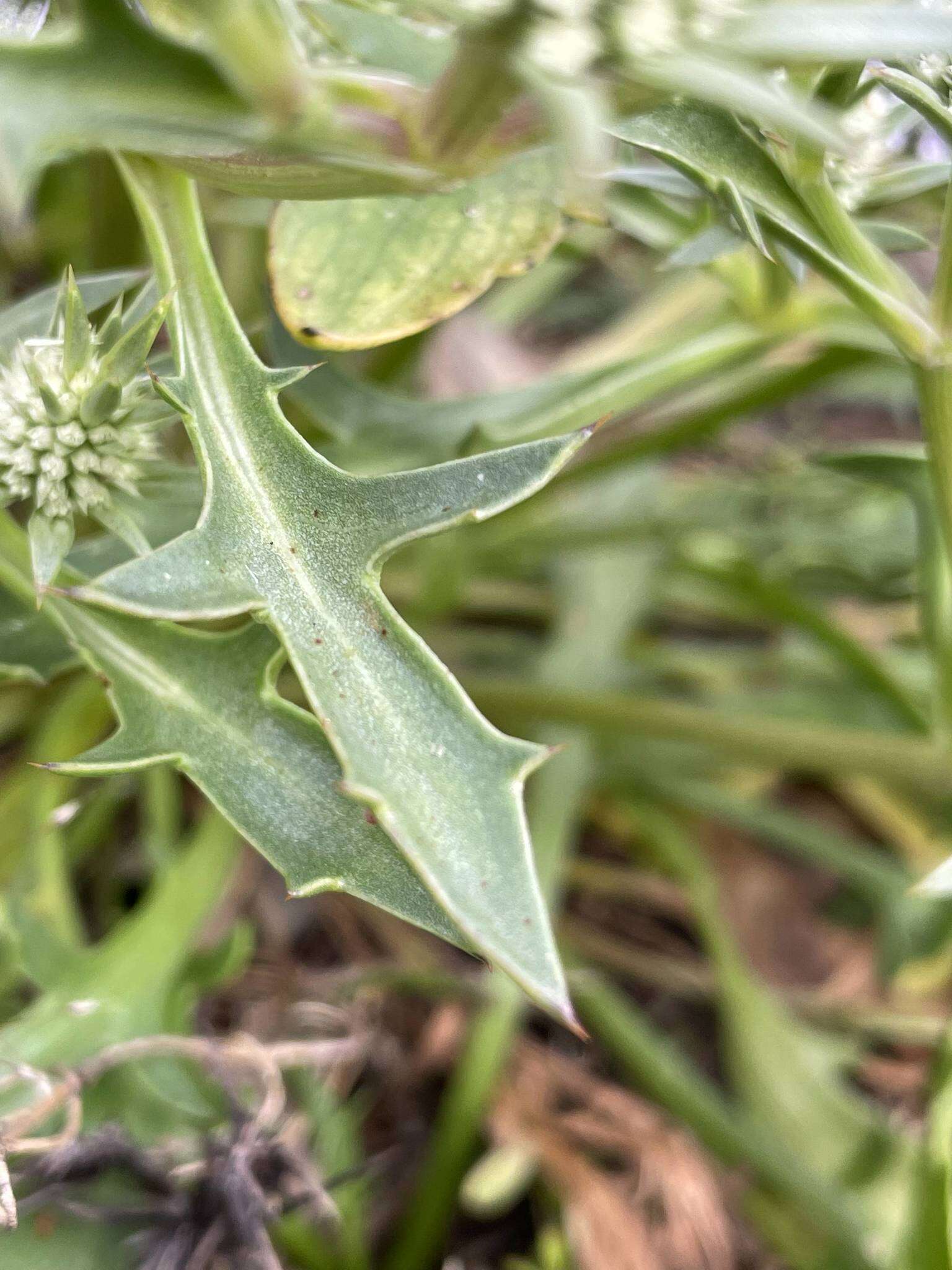 Image of Eryngium pinnatifidum Bunge