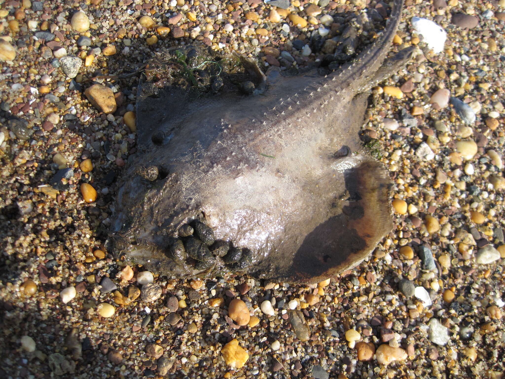 Image of Little Skate