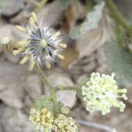 Слика од Psathyrotopsis scaposa (A. Gray) H. Rob.