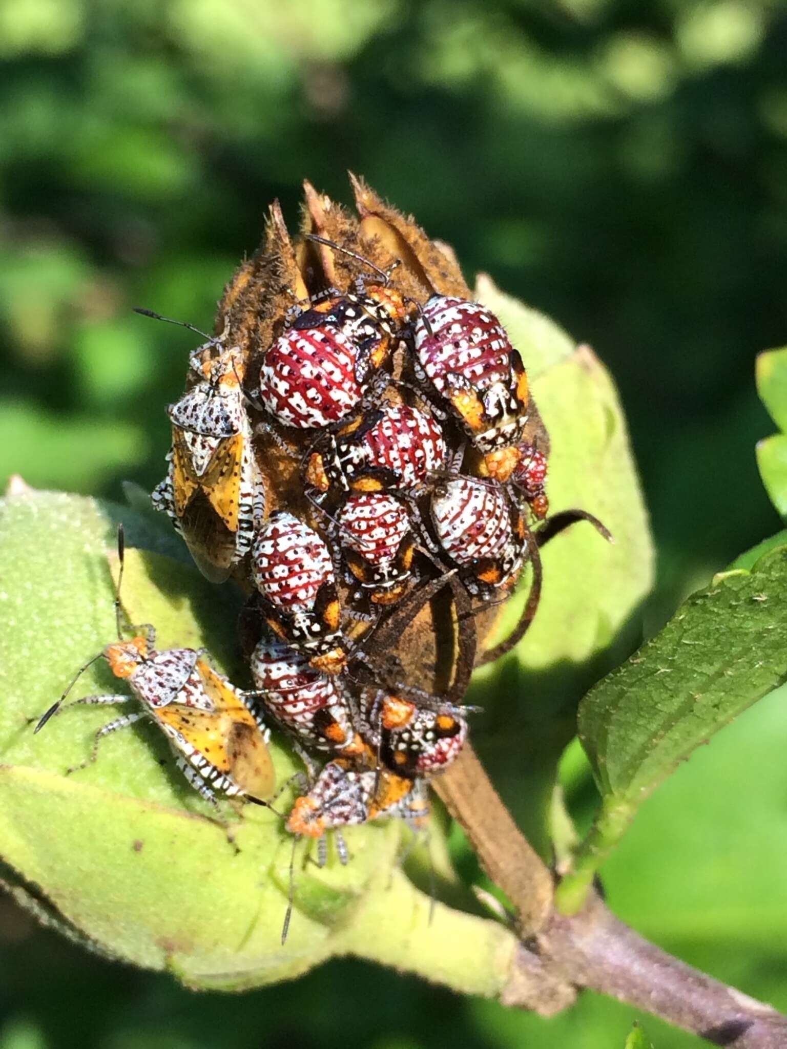 Image of Scentless plant bug