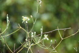 Image of Scrub buckwheat