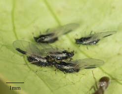 Image of Black citrus aphid