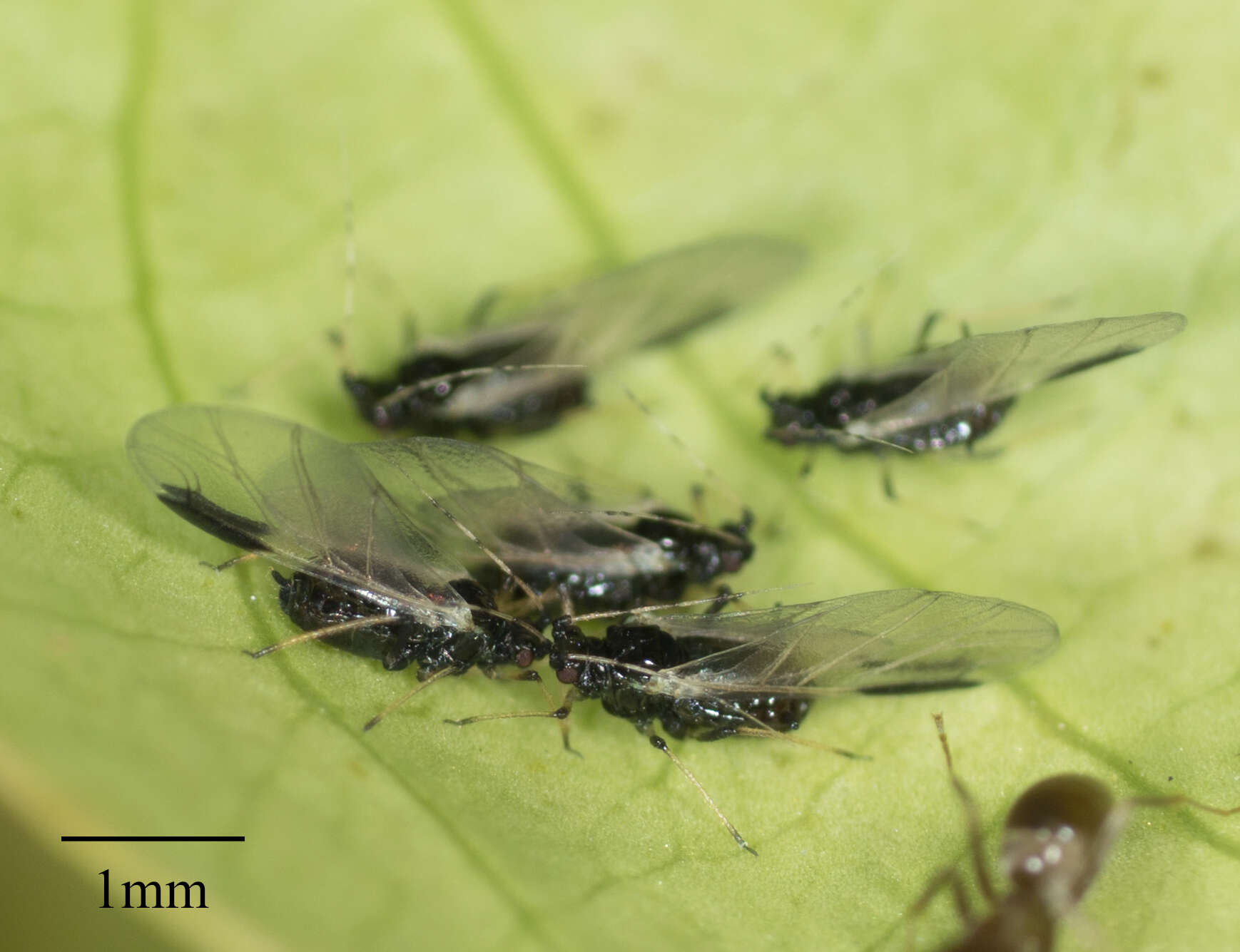 Слика од Aphis (Toxoptera) aurantii aurantii Boyer de Fonscolombe 1841