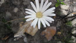 Image de Gerbera tomentosa DC.