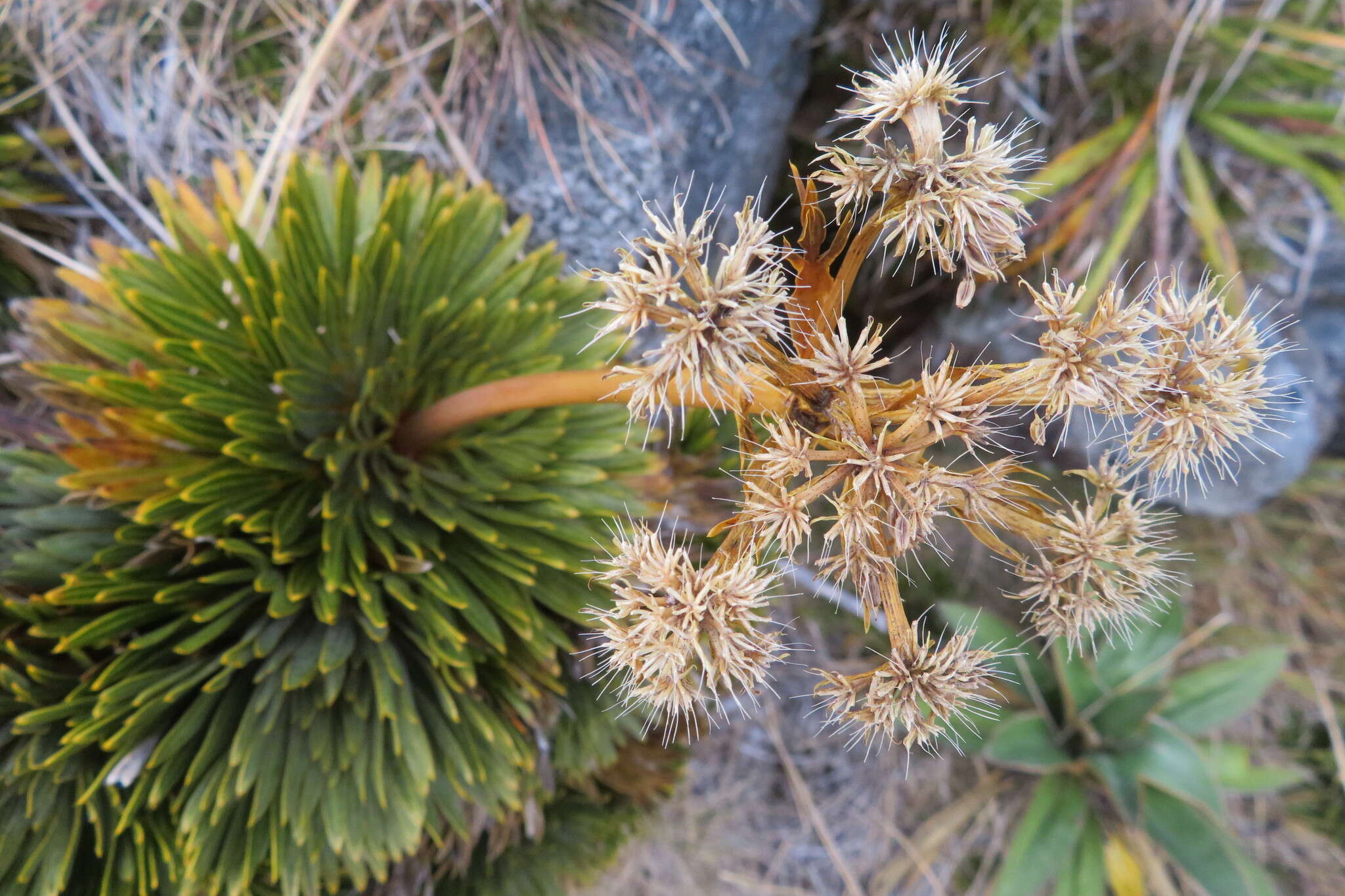 Image of Aciphylla crosby-smithii Petrie