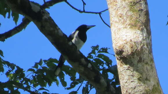 Image of Hooded Butcherbird