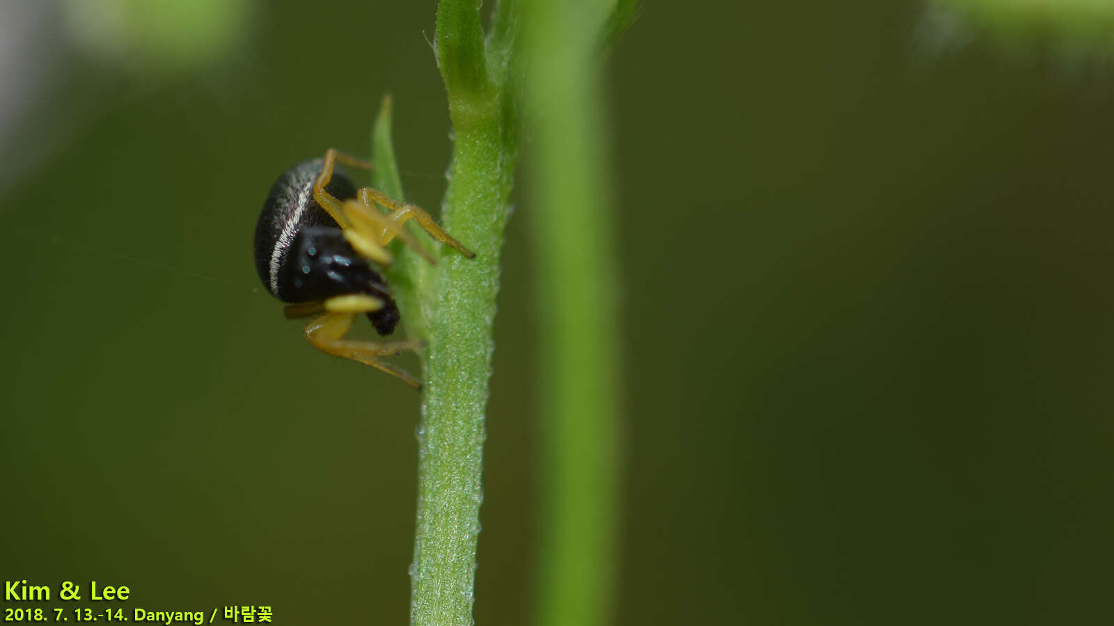 Слика од Heliophanus ussuricus Kulczyński 1895