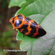 Image of Cosmoscarta bispecularis (White 1844)