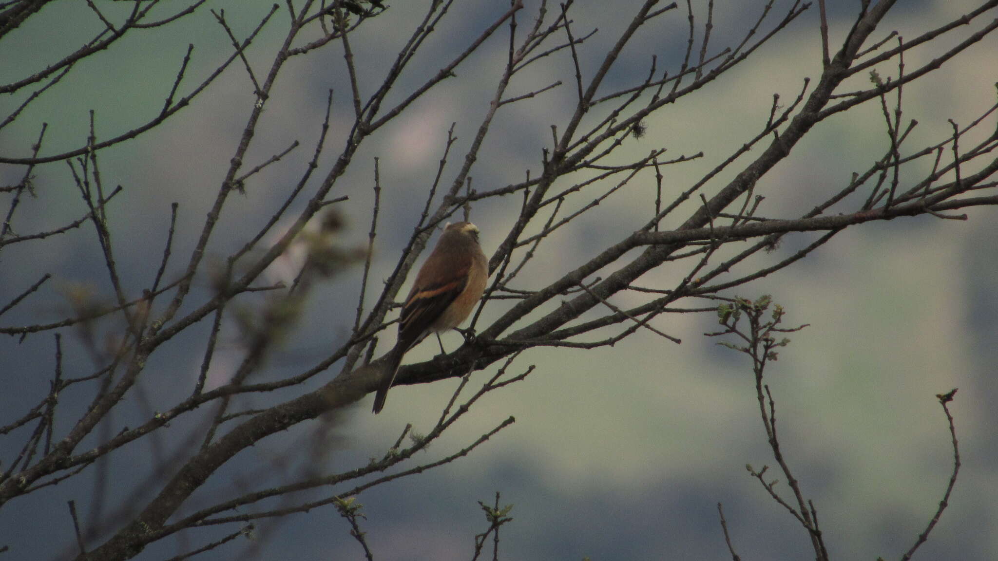 Image of Brown-backed Chat-Tyrant